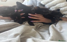 British Shorthair cats for sale: Kittens ready now - Advert 1