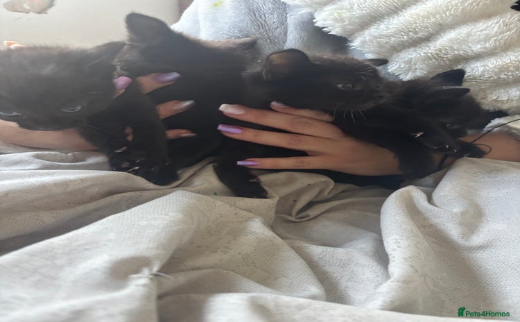 British Shorthair cats Kittens ready now - Advert 1