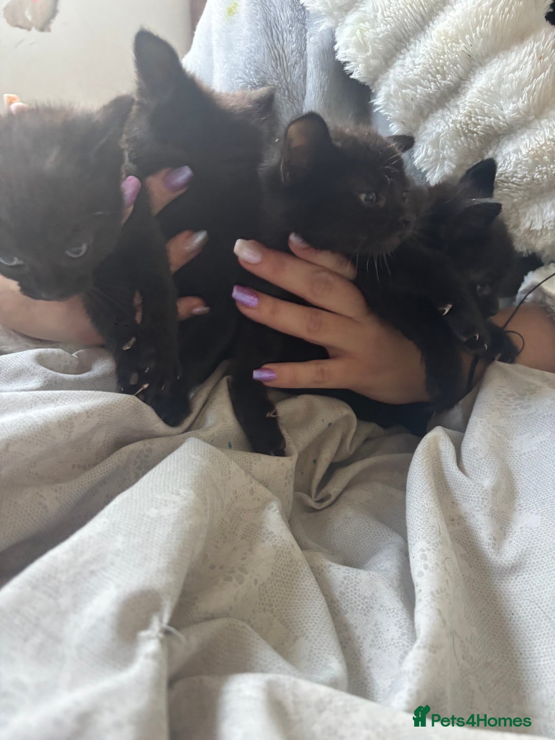 British Shorthair cats for sale: Kittens ready now - Advert 1