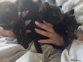 British Shorthair cats for sale: Kittens ready now - Advert 1