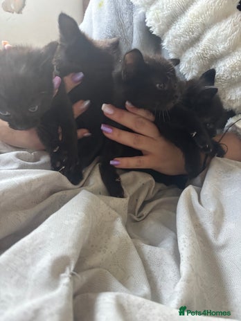 British Shorthair cats Kittens ready now - Advert 1