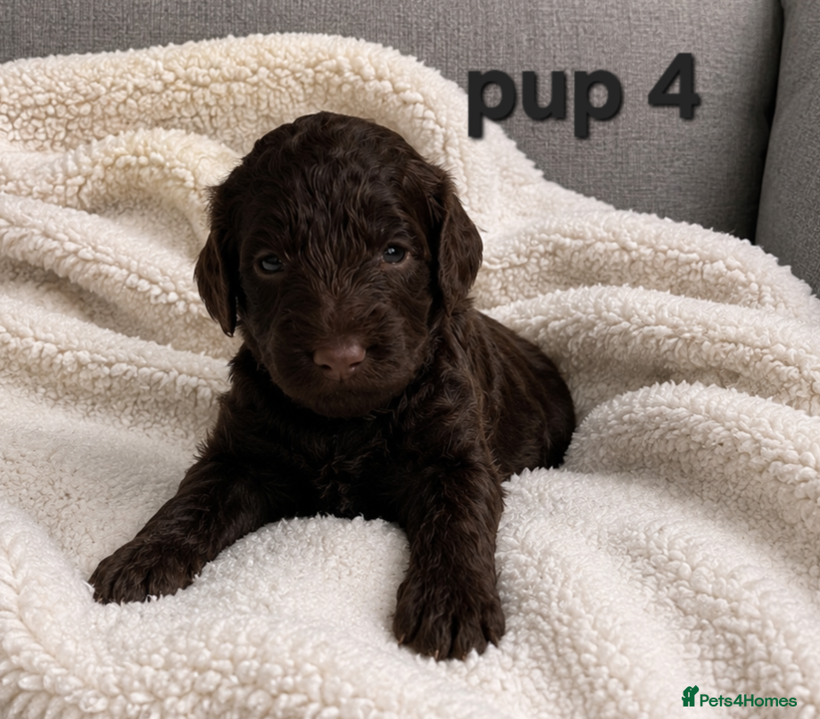 Cockapoo dogs for sale: Rare cockapoo pups with mix blue eyes colour  in Wolverhampton - Advert 9