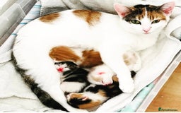 Maine Coon cats for sale: MAINE COON CROSS KITTENS - 1 POLYDACTYL  - Image 9