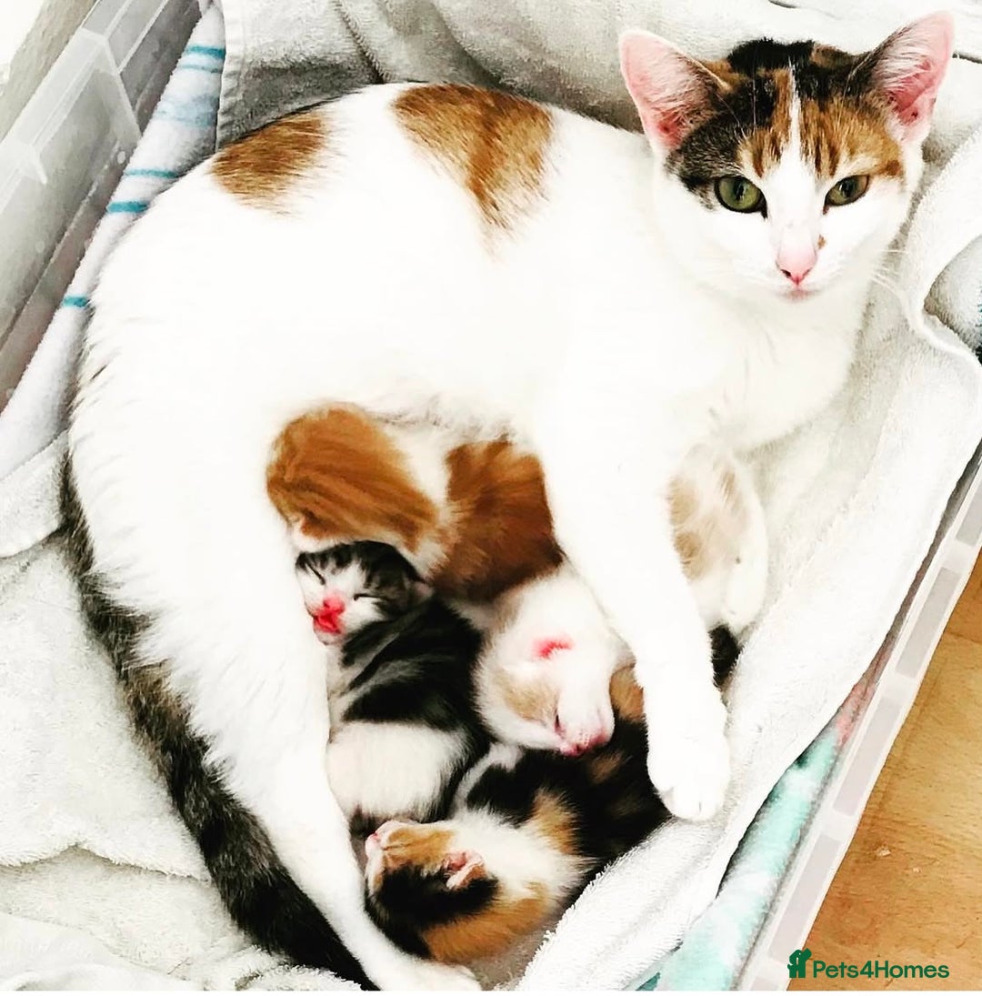 Maine Coon cats for sale: MAINE COON CROSS KITTENS - 1 POLYDACTYL  - Image 9