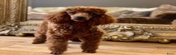 Toy Poodle dogs for stud: Donnajays professional service in Stafford - Advert 2