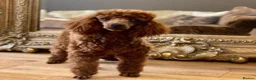 Toy Poodle dogs for stud: Donnajays professional service in Stafford - Advert 2