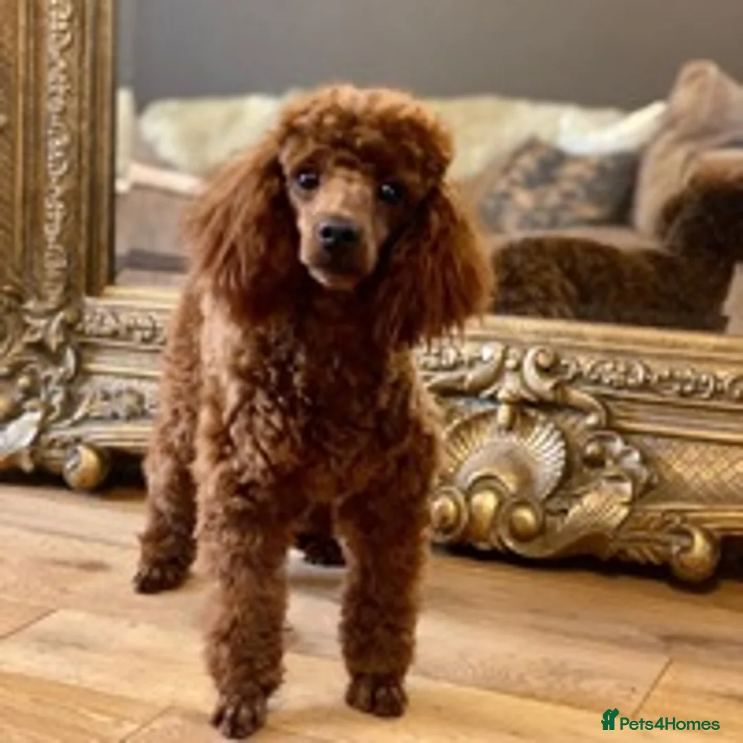 Toy Poodle dogs for stud: Donnajays professional service in Stafford - Advert 2