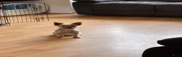 Yorkshire Terrier dogs for stud: Yorkshire terrier for stud - Advert 3