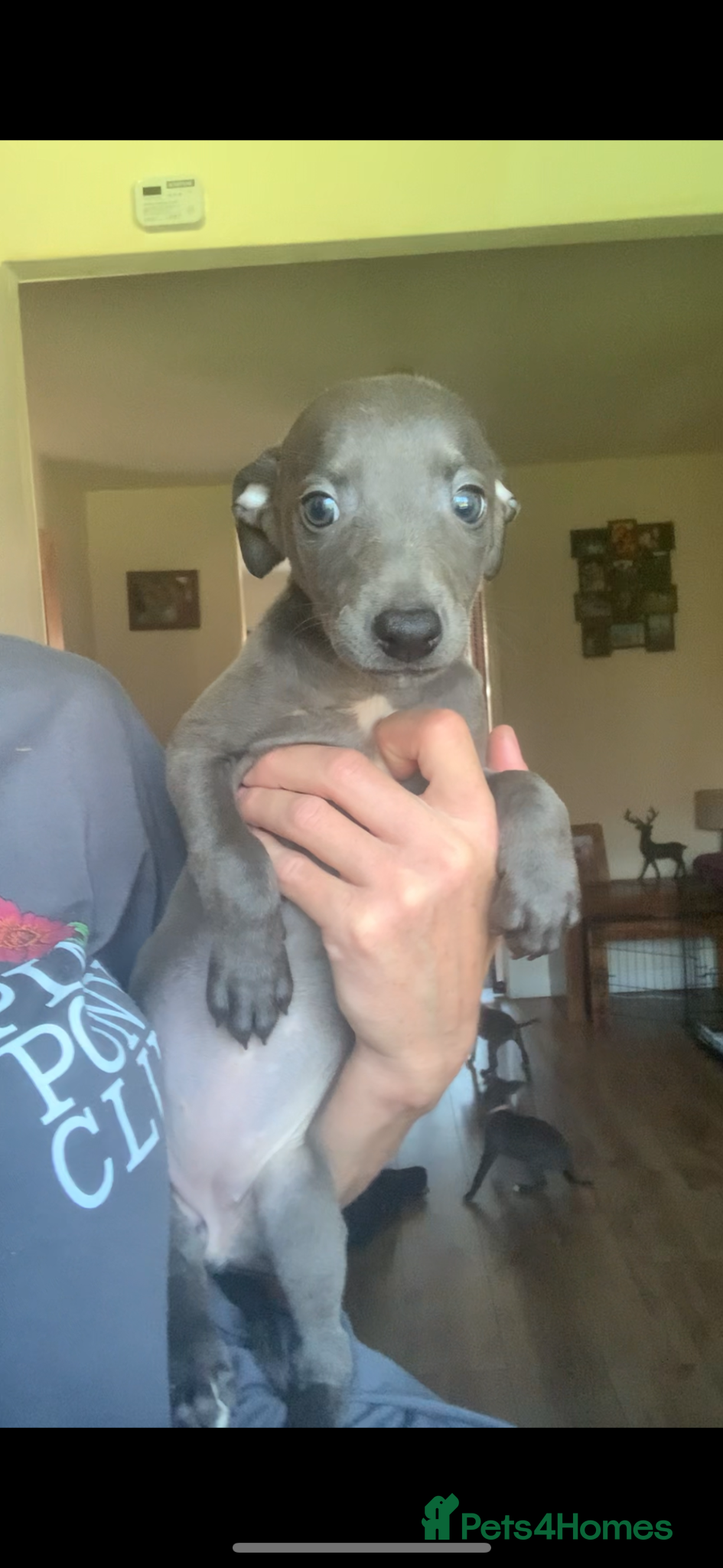 Whippet dogs Blue Kennel Club Registered Whippet pups - Advert 2