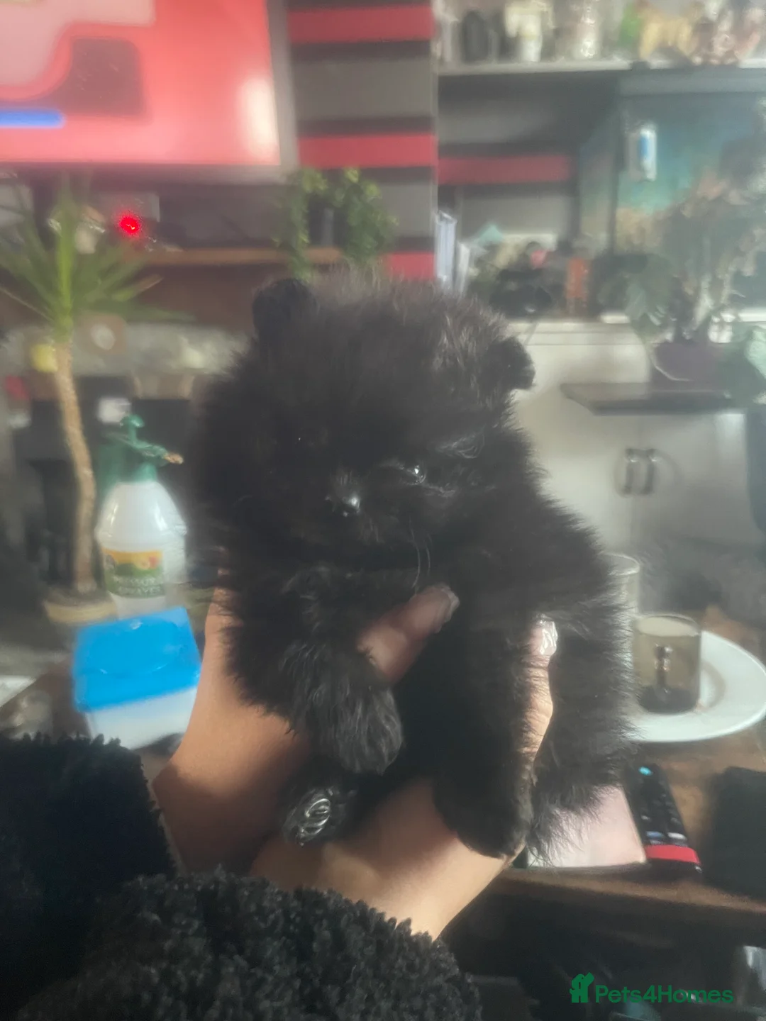Pomeranian dogs for sale: Stunning KC reg Pomeranians 🌟REDUCED🌟 - Advert 10