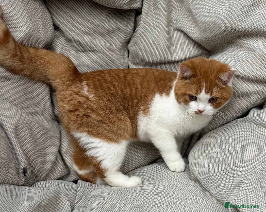 British Shorthair cats for sale: British Shorthair Chunky kittens - Image 14