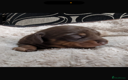 Miniature Dachshund dogs for sale: Kc miniature Dachshunds 2  girls  left  - Image 13