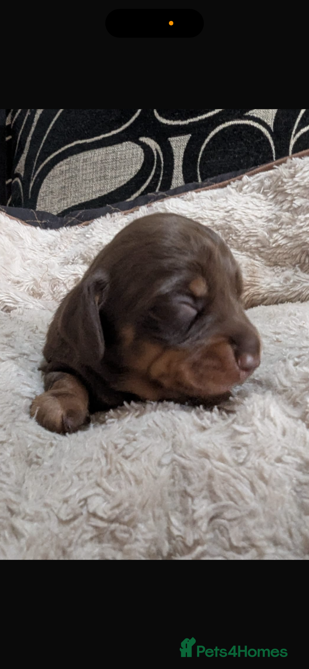 Miniature Dachshund dogs for sale: Kc miniature Dachshunds 2  girls  left  - Image 13