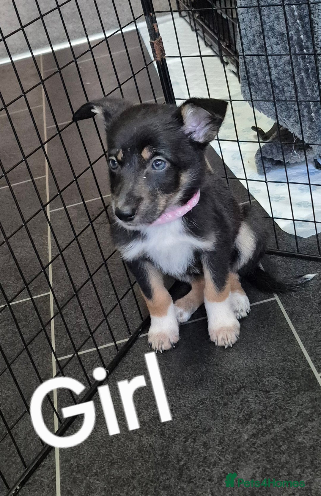 Mixed Breed dogs for sale: Collie X pups  - Image 4