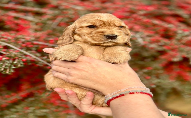 Cocker Spaniel dogs - Advert 2