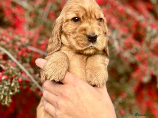 Cocker Spaniel dogs - Advert 3