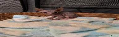 Sphynx 3