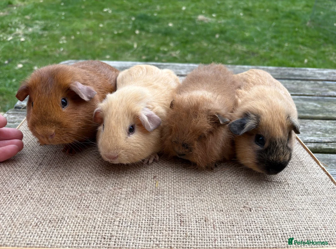 Guinea Pig rodents for sale: Beautiful baby boars; Californian, Swiss & selfs - Advert 2