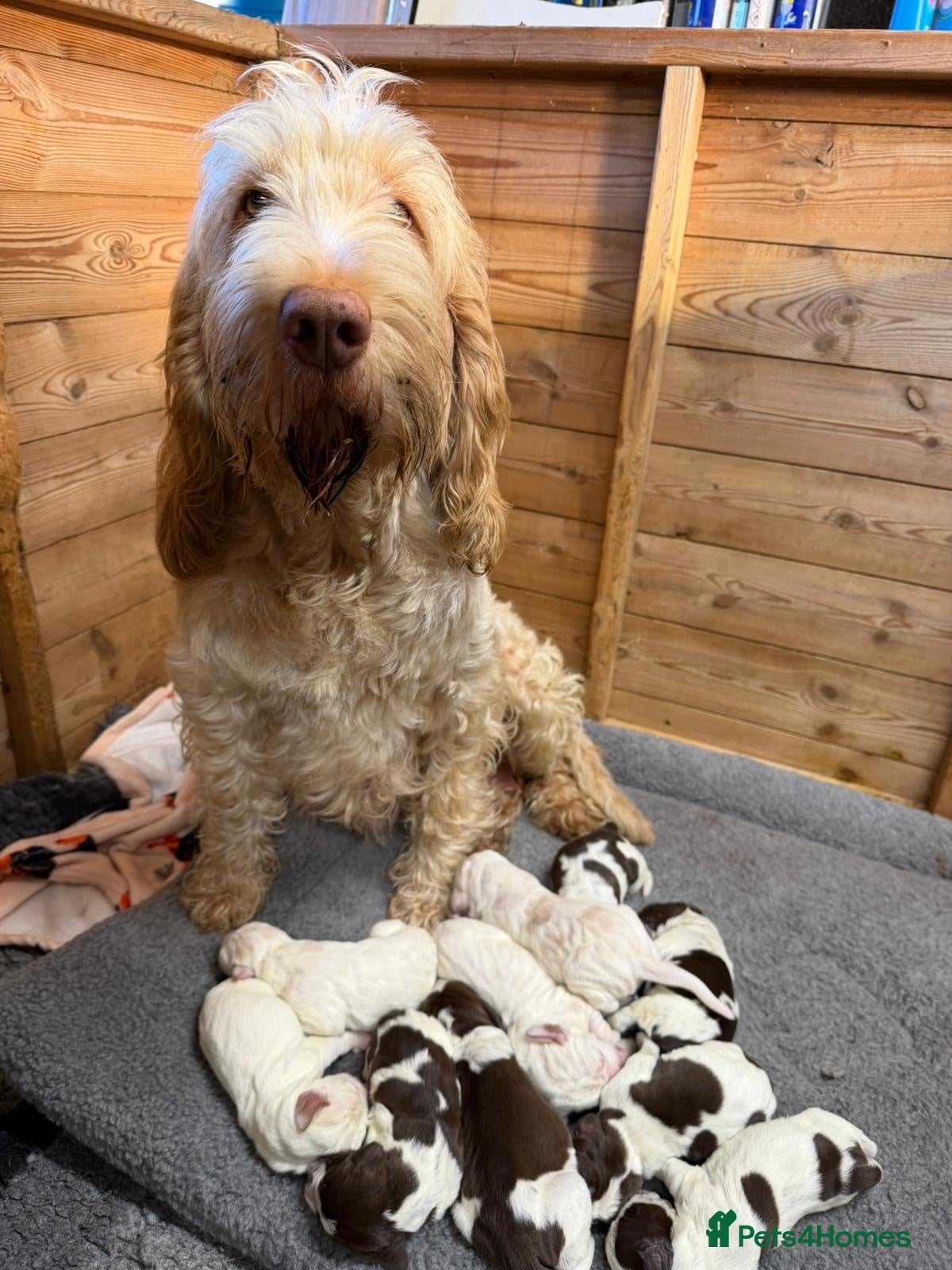 Italian Spinone dogs Italian Spinone Puppies - Advert 1