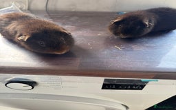 Guinea Pig rodents for sale: Teddy bear Guinea pigs  - Image 3