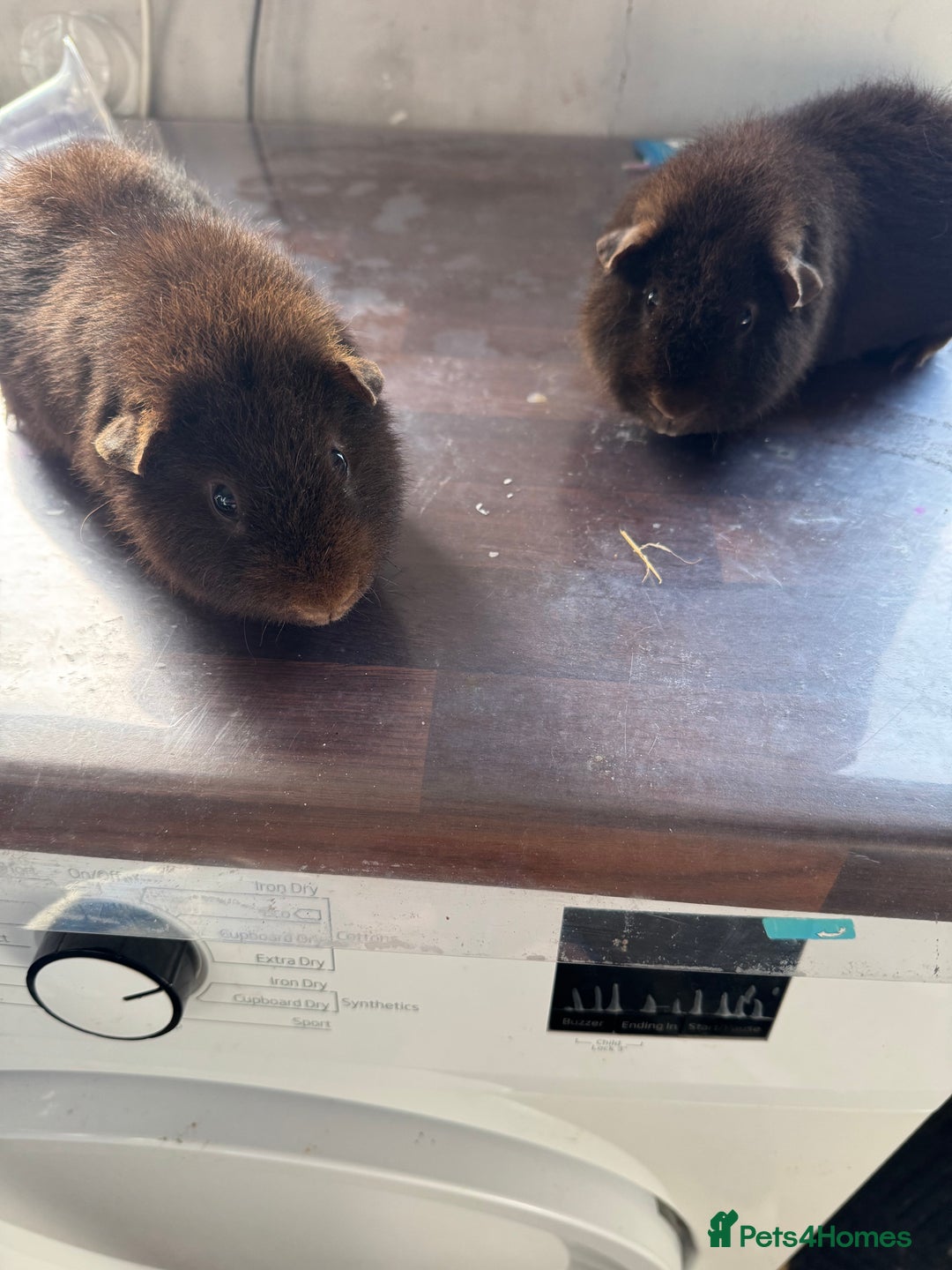Guinea Pig rodents for sale: Teddy bear Guinea pigs  - Image 3