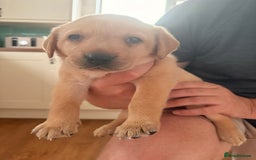 Labrador Retriever dogs for sale: Beautiful litter of Labradors - Image 10