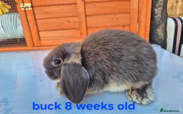 Mini Lop rabbits for sale: Various ages mini lops ready to go - Image 7