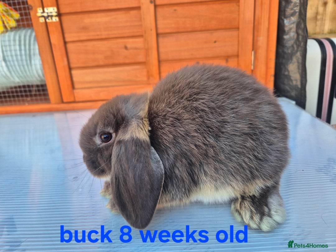 Mini Lop rabbits for sale: Various ages mini lops ready to go - Image 7