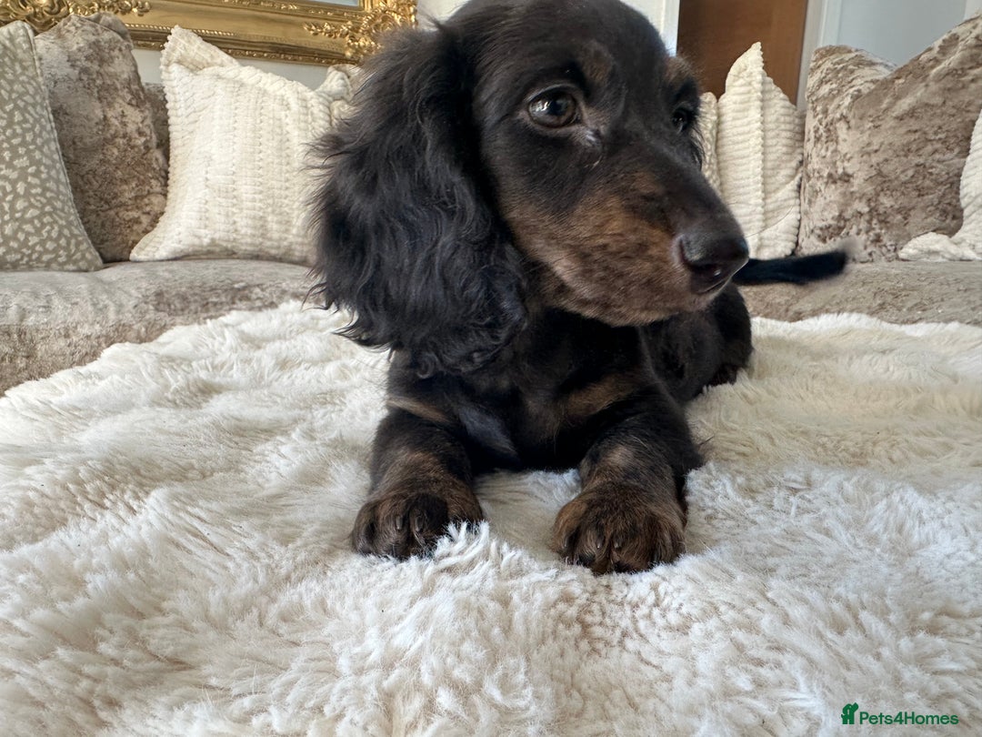Miniature Dachshund dogs for sale: ** miniature long haired dachshunds ** in Upminster - Image 3
