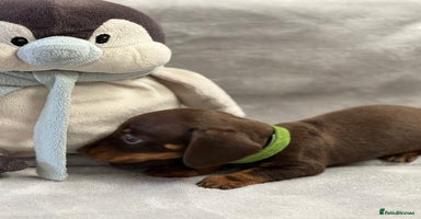 Miniature Dachshund dogs - Advert 2