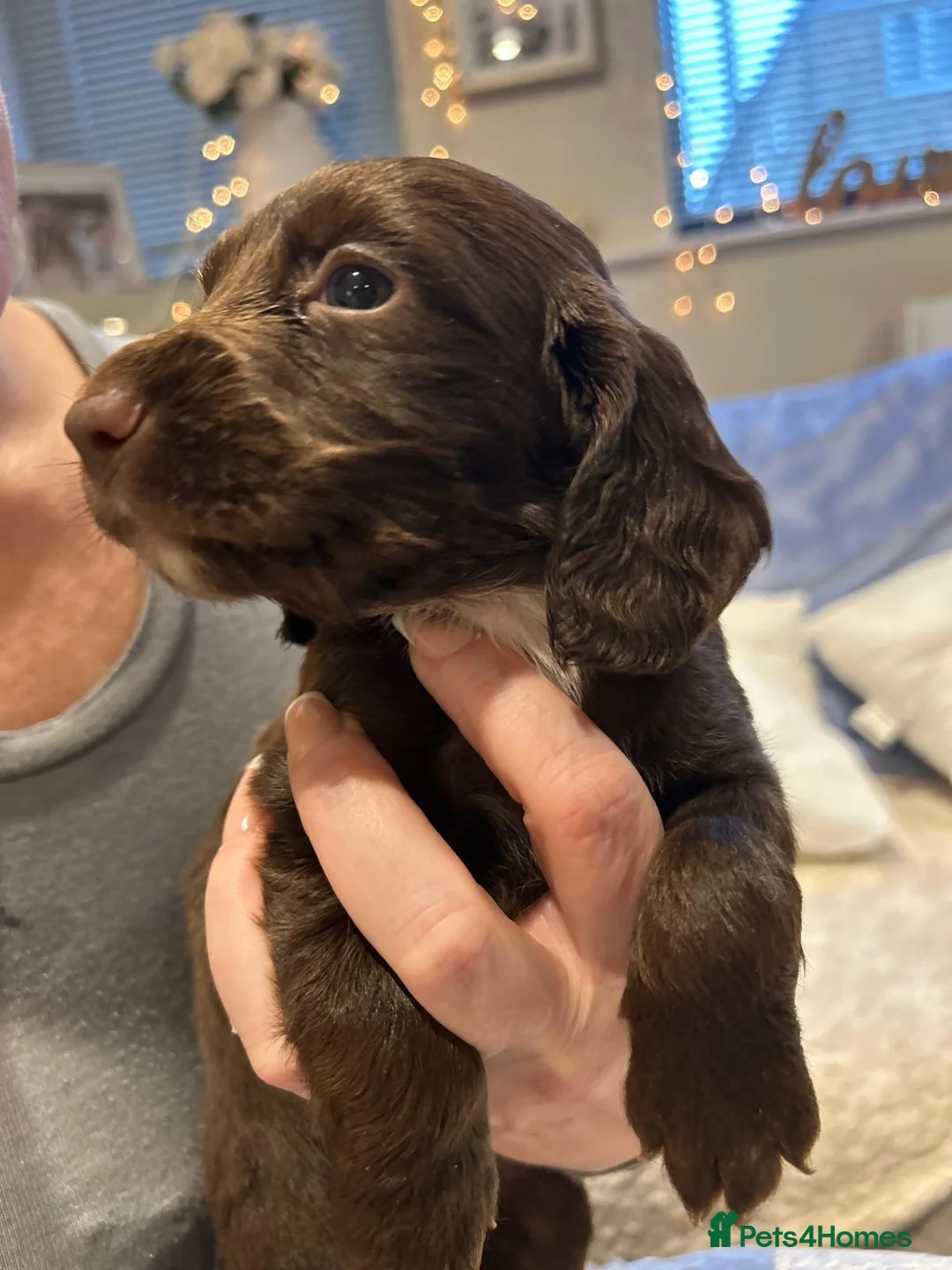 Cocker Spaniel dogs for sale: Working cocker spaniel puppies  - Advert 24