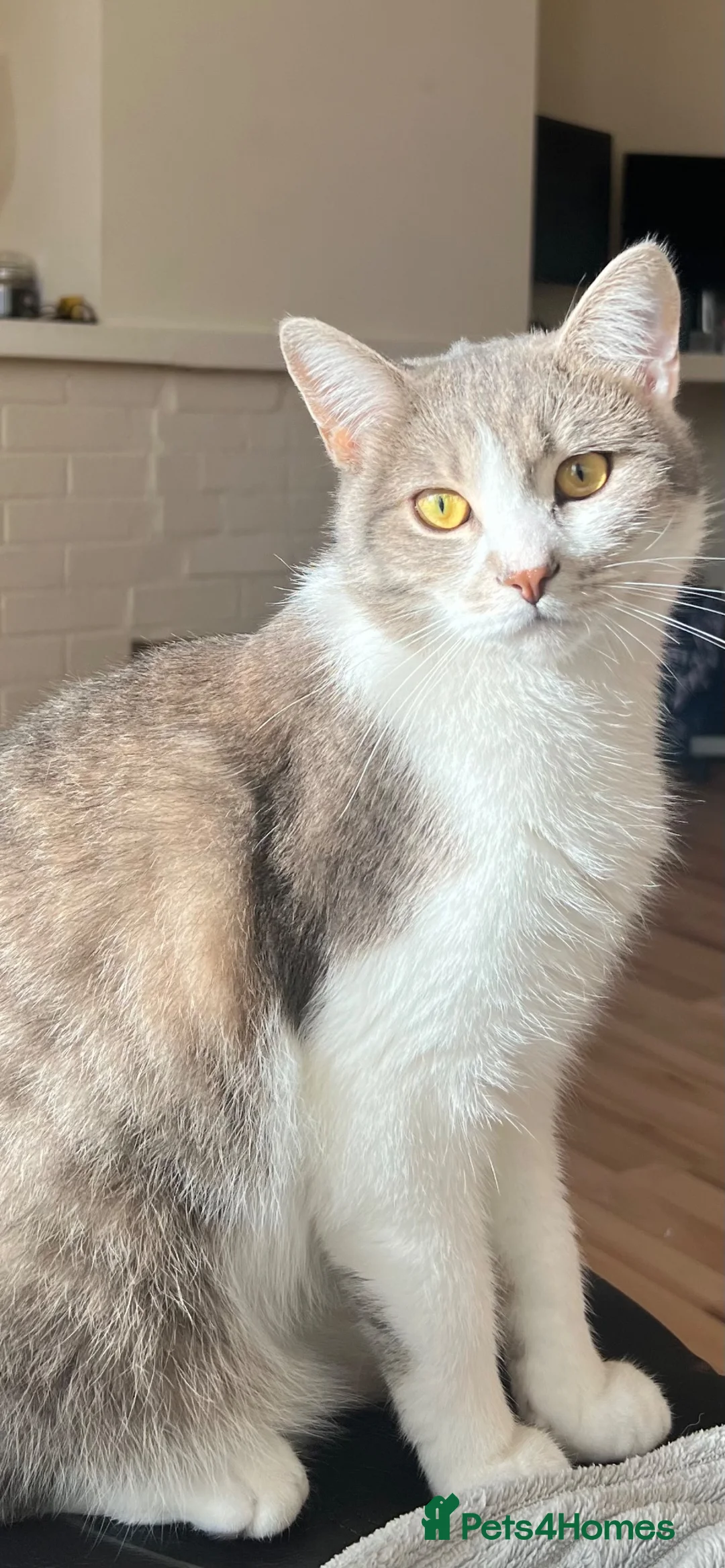 Mixed Breed cats for sale: Home for Leo  - Advert 1