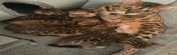 Bengal cats for sale: Classic Bengal Beauty & Loving Temperament in Glasgow - Advert 2
