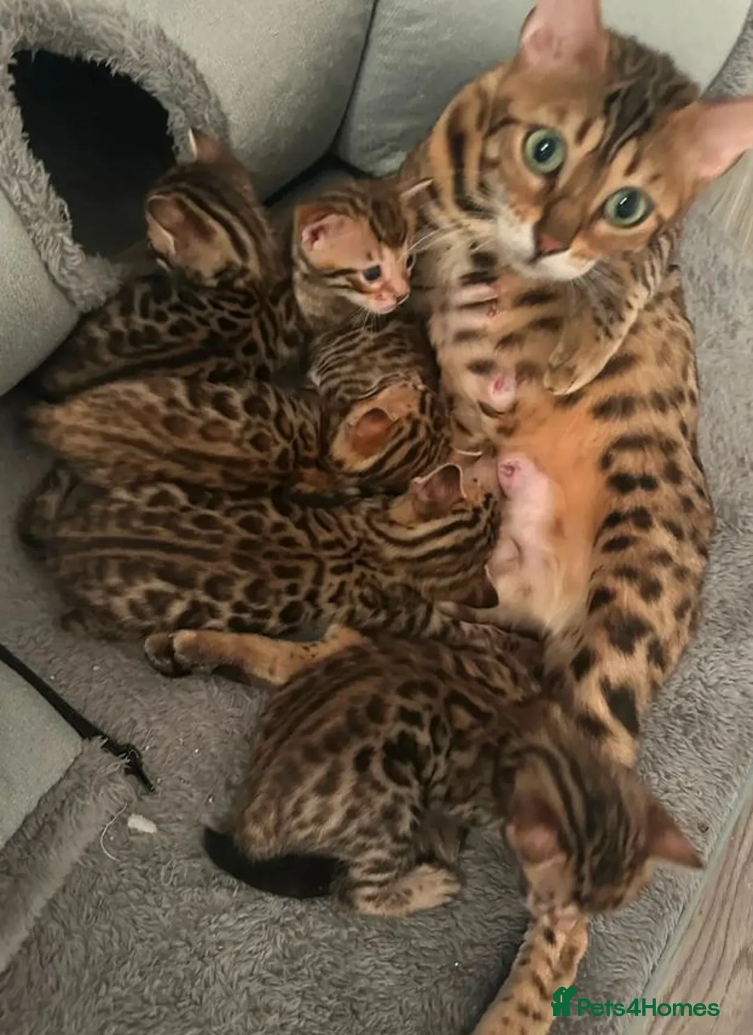 Bengal cats for sale: Classic Bengal Beauty & Loving Temperament in Glasgow - Advert 2