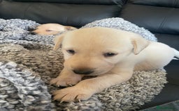 Labrador Retriever dogs for sale: Labrador puppies 5 gen pedigree health tested - Image 40