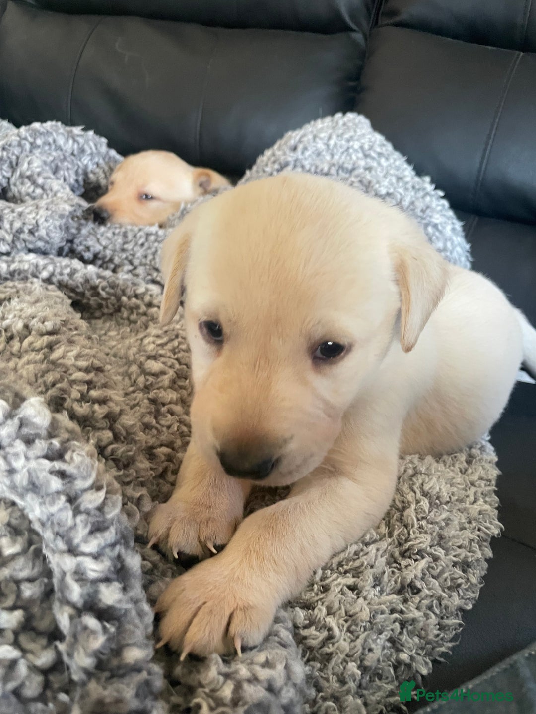 Labrador Retriever dogs for sale: Labrador puppies 5 gen pedigree health tested - Image 40