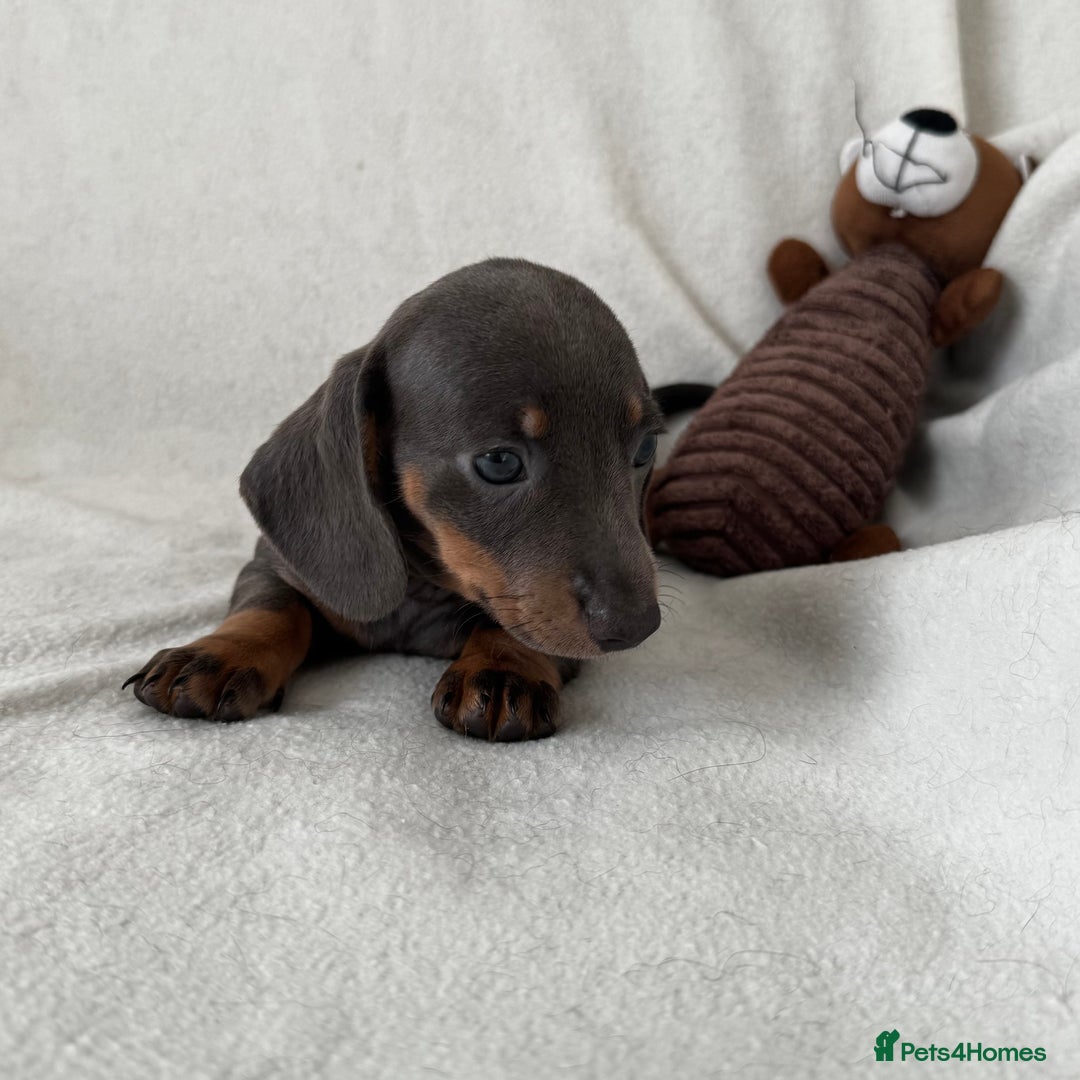 Dachshund dogs for sale: Mini smooth coat dachshunds  - Advert 17