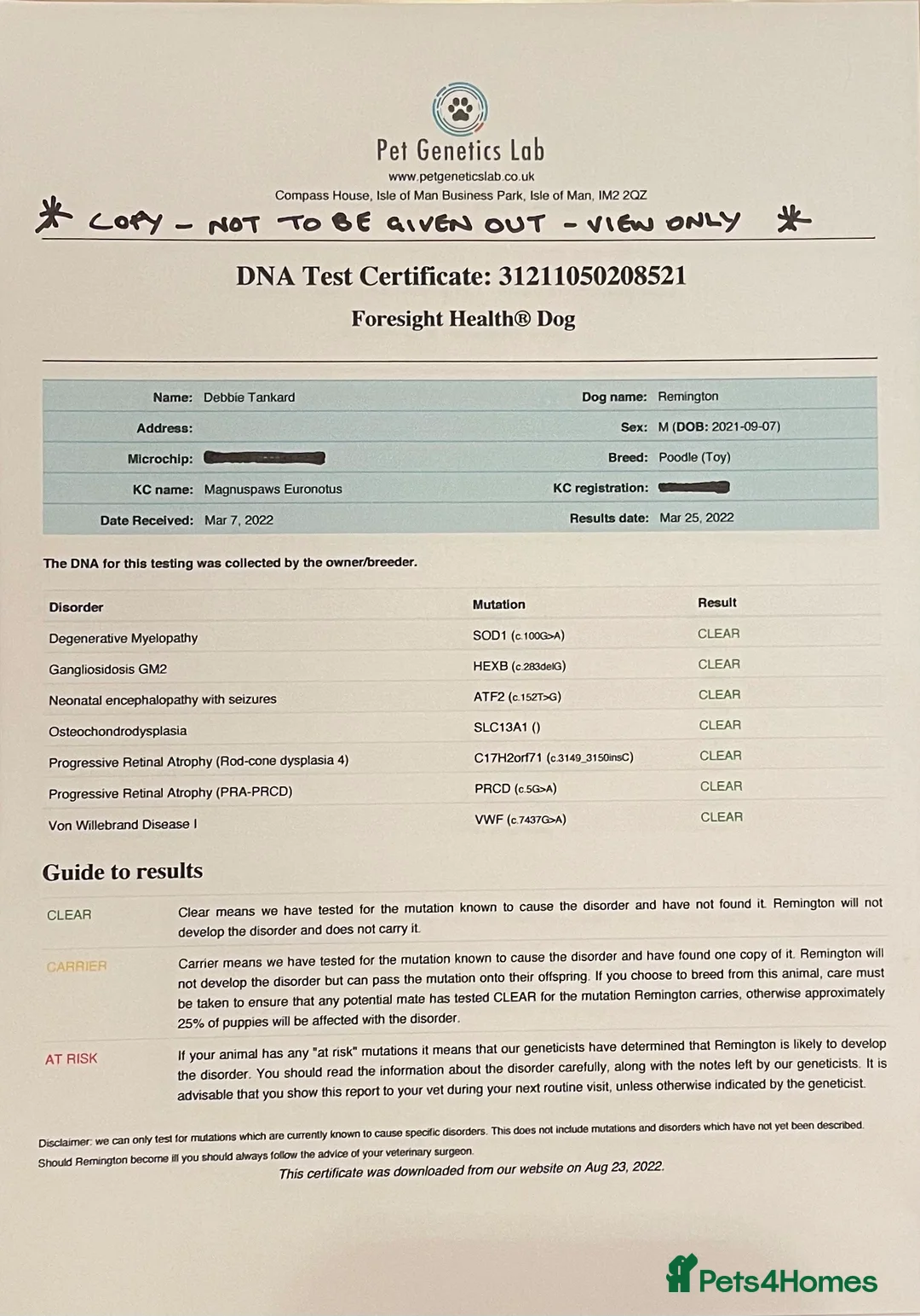 Toy Poodle dogs for stud: Two KC Reg Stud Boys in Burry Port - Advert 4