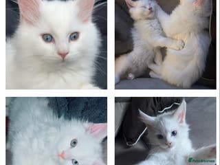 Maine Coon cats 2 odd eye male Mainecoon kittens - Advert 18