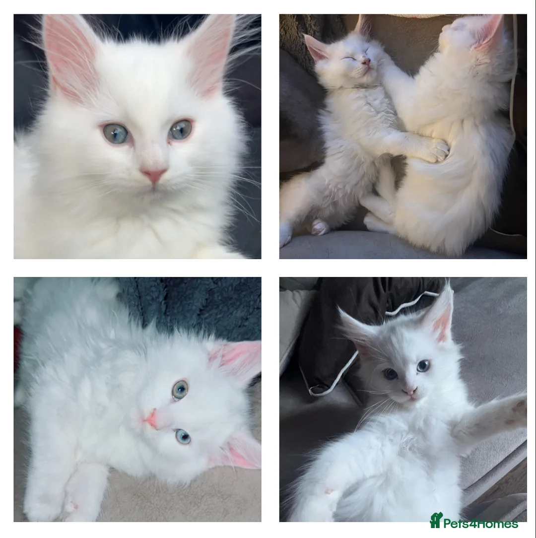 Maine Coon cats for sale: 2 odd eye male Mainecoon kittens - Advert 1