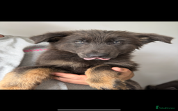 German Shepherd dogs for sale: Ready now pedigree German shepherd puppies - Image 1