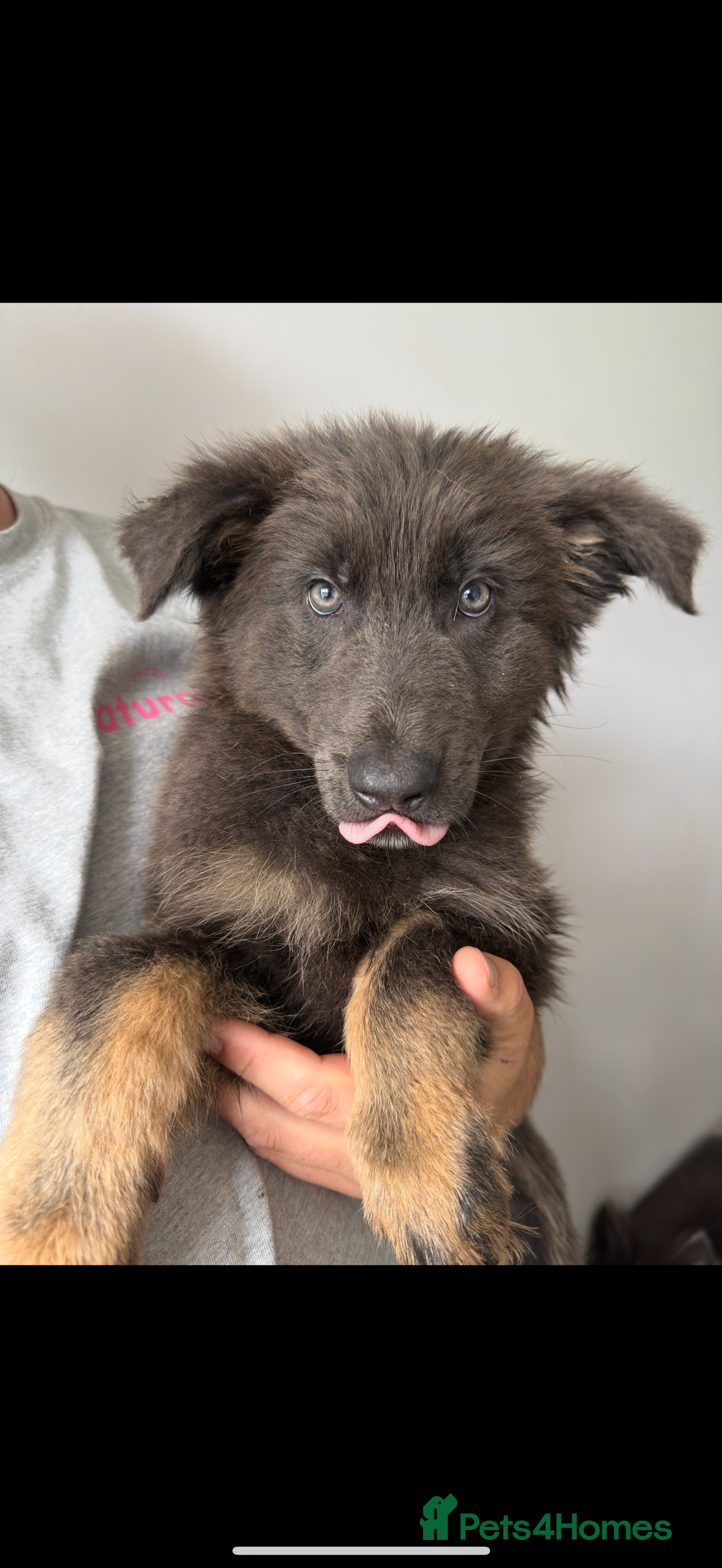 German Shepherd dogs for sale: Ready now pedigree German shepherd puppies - Image 1