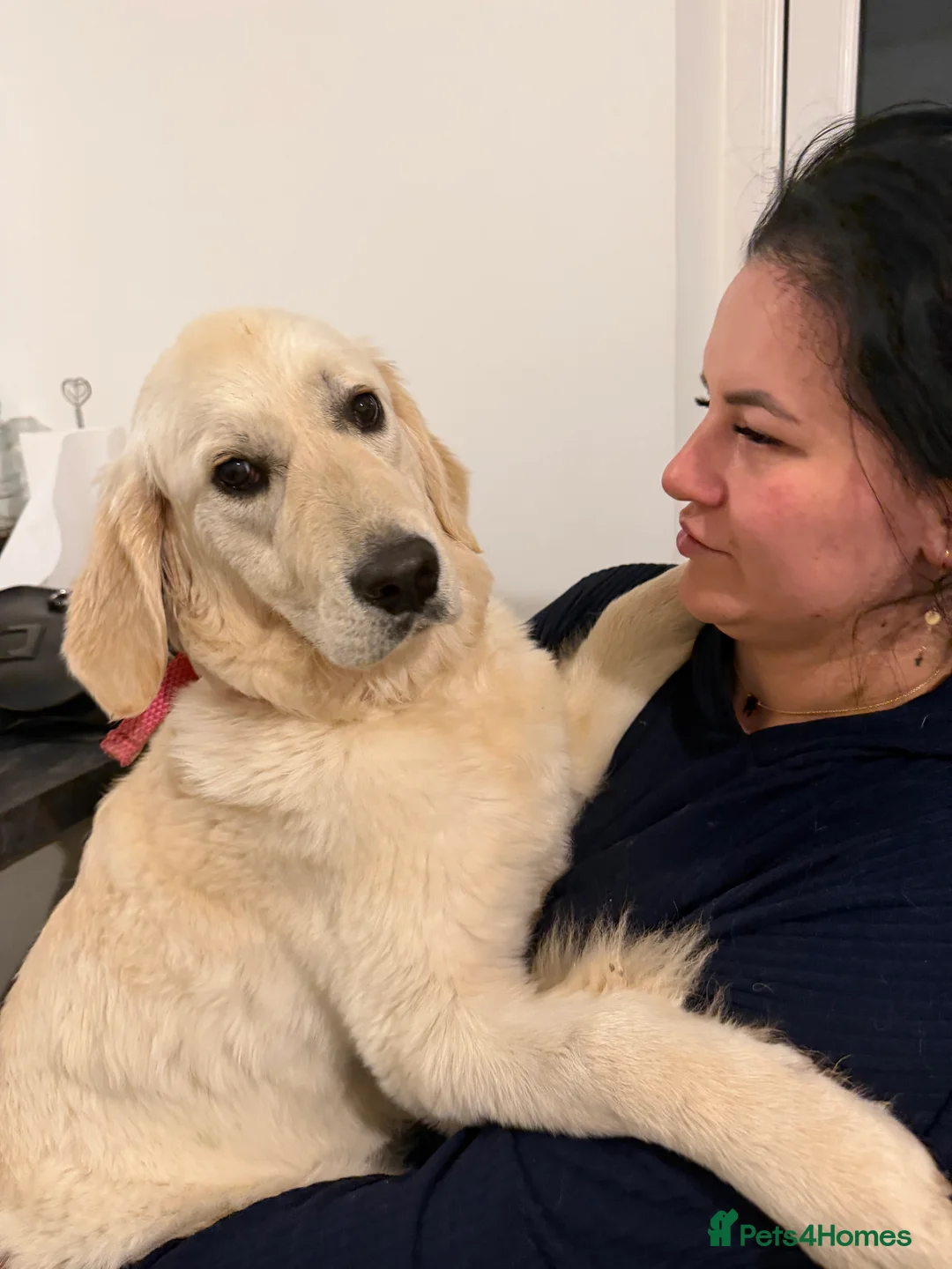 Golden Retriever dogs for sale: Beautiful Golden Retriever Female – 8 Months Old - Advert 2