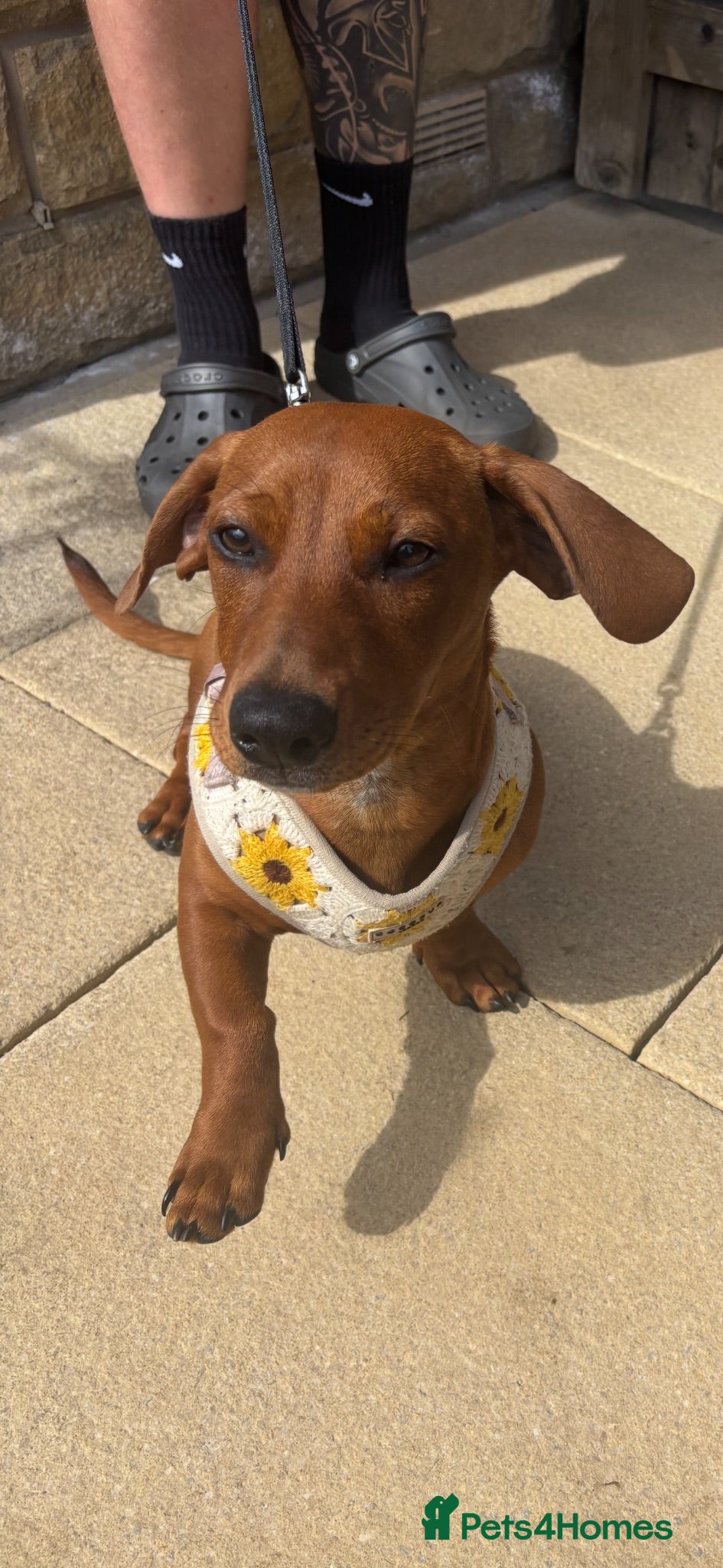 Mixed Breed dogs Staffy/ dachshund (honey) - Advert 1
