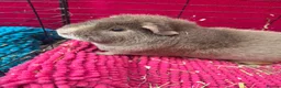 Guinea Pig rodents for sale: Friendly, health make Guinea pigs for rehoming.  in Taunton - Advert 3