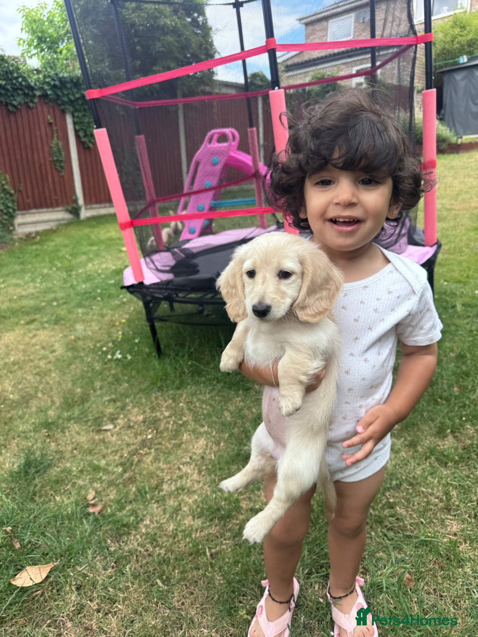 Miniature Dachshund dogs Beautiful Fluffy Dachshund Puppies – KC Registered - Advert 1
