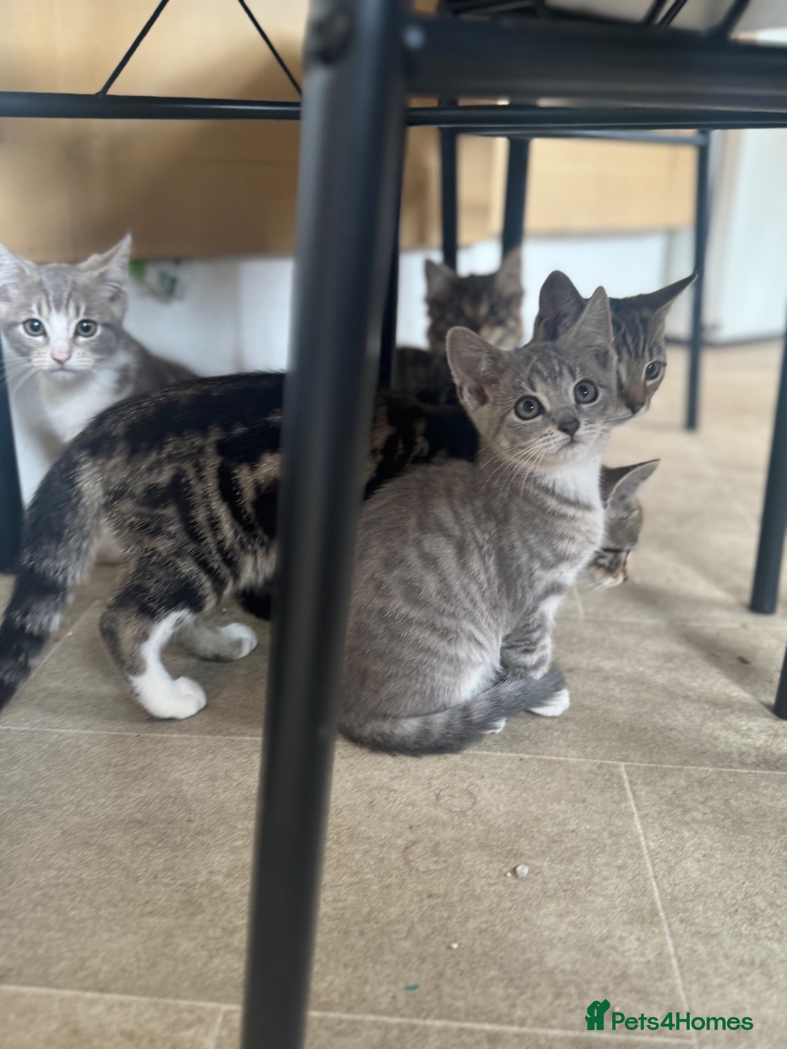 Mixed Breed cats Kittens tabbys  - Advert 4