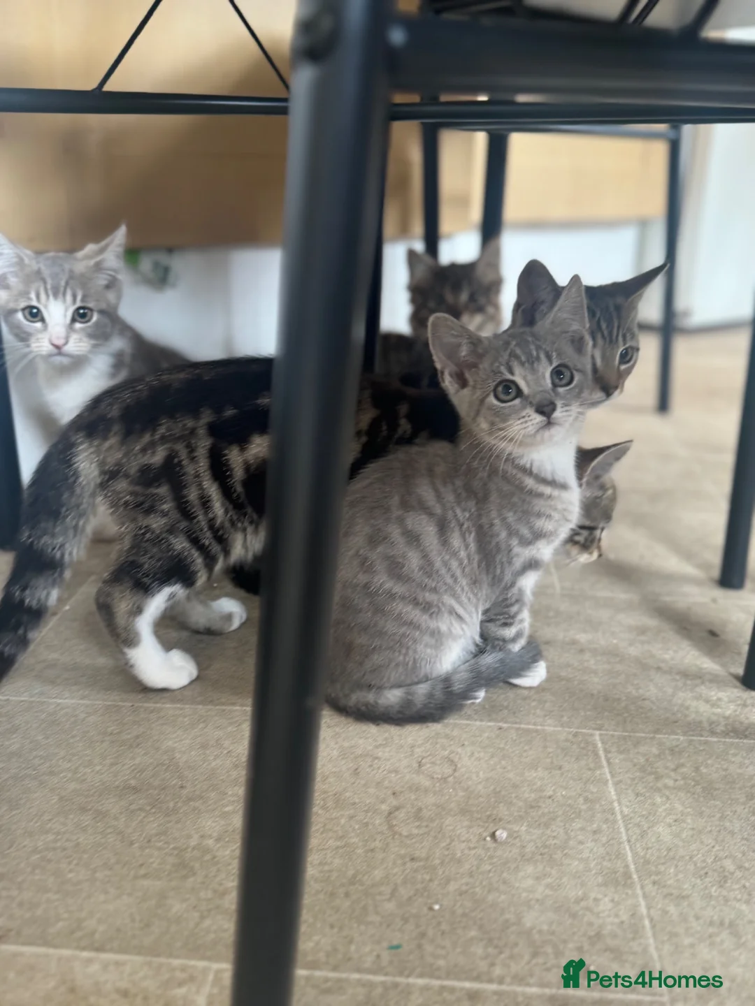 Mixed Breed cats for sale: Kittens tabbys  - Advert 1