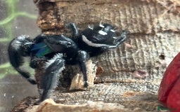 Spiders invertebrates for sale: Regale jumping spiders  - Image 4