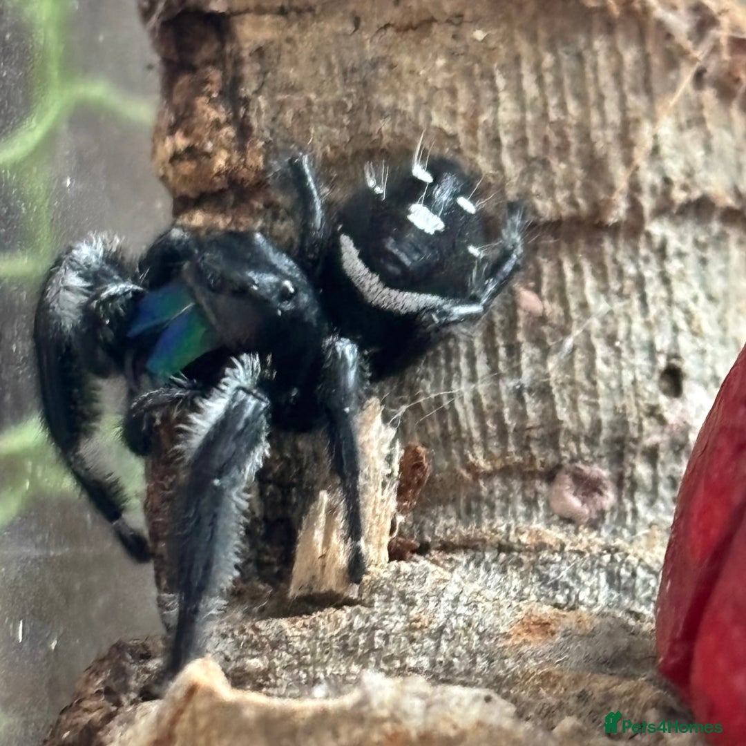 Spiders invertebrates for sale: Regale jumping spiders  - Image 4